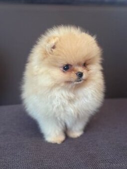 Pomeranian