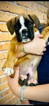 Nemecký boxer