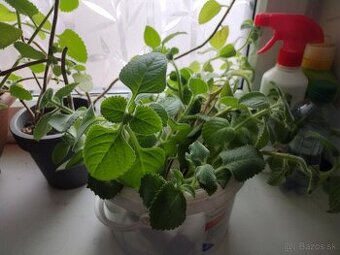 Nádchovník, rýmovník