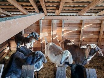 Pripustené podielové anglonubijske kozy