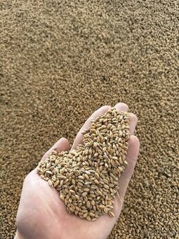 Pšenica jačmen ovos