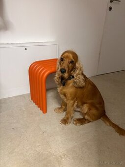 Anglicky kokeršpaniel na krytie