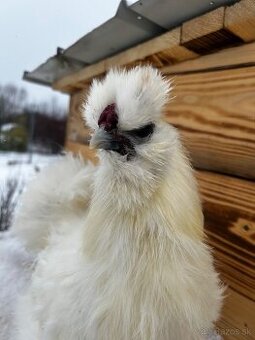 Kohút hodvabničky (Silkie)