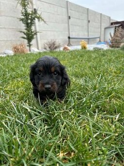 Predám dlohosrsty jazvečík