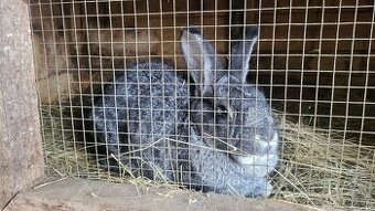 ČINČILA VEĽKÁ (Čv) - | 0-1 , 1-0 |