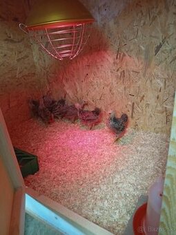 Odchovňa pre kuriatka