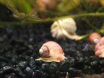 Slimák biely a ružový