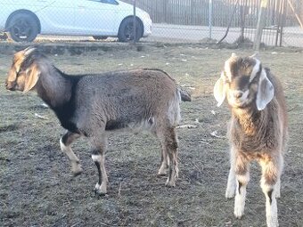 Predam capki 7 miesacy