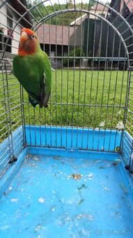 Agapornis