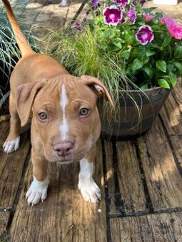 Red nose Pitbull - šteniatko
