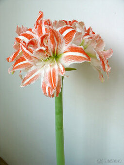 Hippeastrum Dancing Queen - 1