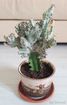 Euphorbia lactea Cristata – 23 cm