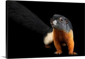 Prevostová veverička / Cal­losci­u­rus pre­vostii raflessi