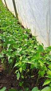 Planty koreninovej papriky - štiplavá
