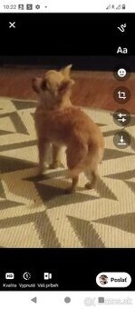 Mini čivava