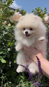 Pomeranian s PP - biela farba