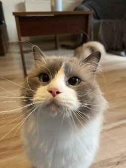 Predám kocúrikov Ragdoll