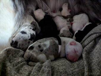 Border colia- blue merle