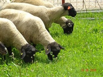 Plemenné barany Suffolk s POP