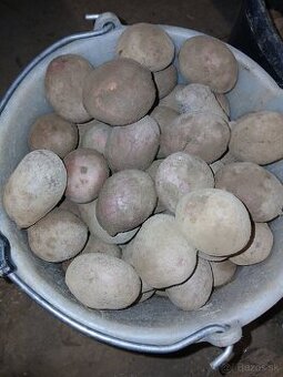 Sadbové zamiaky Red Anna