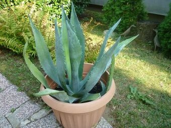 Agáve americká, bananovník