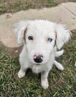 Krížená border kólia