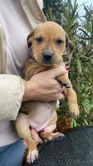 REZERVOVANE - Darujem 2-mesacne steniatka