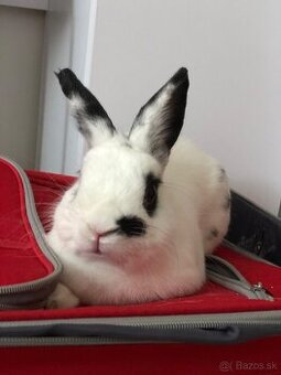 Darujem 6 ročného zakrslého zajka iba do dobrých rúk