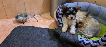 Yorkshire terier biewer