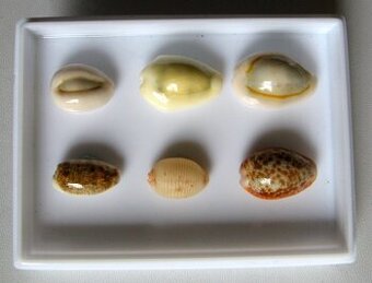 Mini sbírka mušlí - porcelánovci