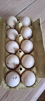 Nasadove vajcia indicky bezec