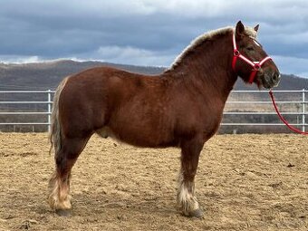 Švédsky ardén valach na predaj
