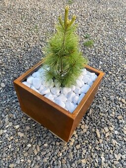 Corten
