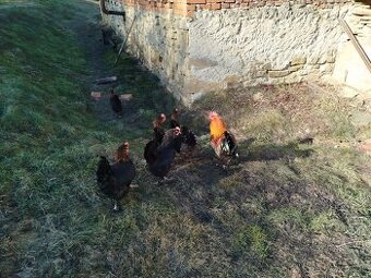 Marans medenokrke nv