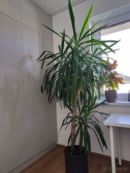 Juka 220 cm na 120cm
