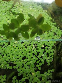 Pistia stratiotes