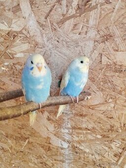 Andulky & Korely