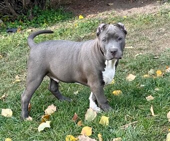 American Bully s PP