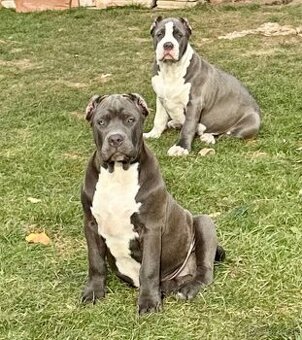 American Bully s PP