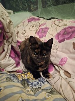 Darujem mačiatko URGENTNE