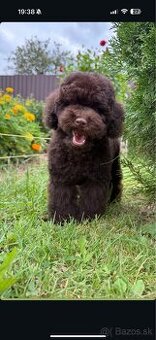 čokoládoví chlapci  toy pudel