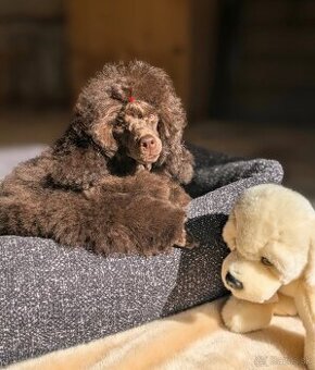 čokoládoví chlapci toy pudel