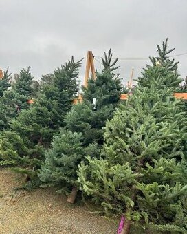 Donáška vianočných stromčekov až k vám domov