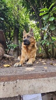 Nemecky ovčiak na krytie