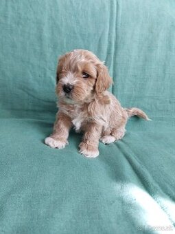 Maltipoo