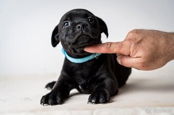 Staffordshire bullterrier