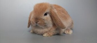 Mini Lop