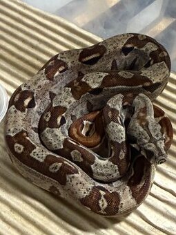 Boa Constrictor - Velhad Kralovsky