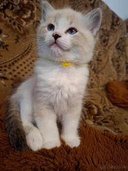 Ragdoll kocurik-seal lynx bicolou with blaze