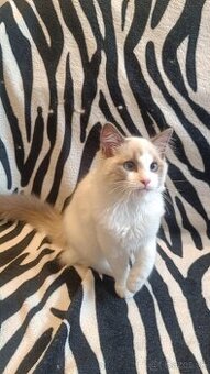 Mačička Ragdoll